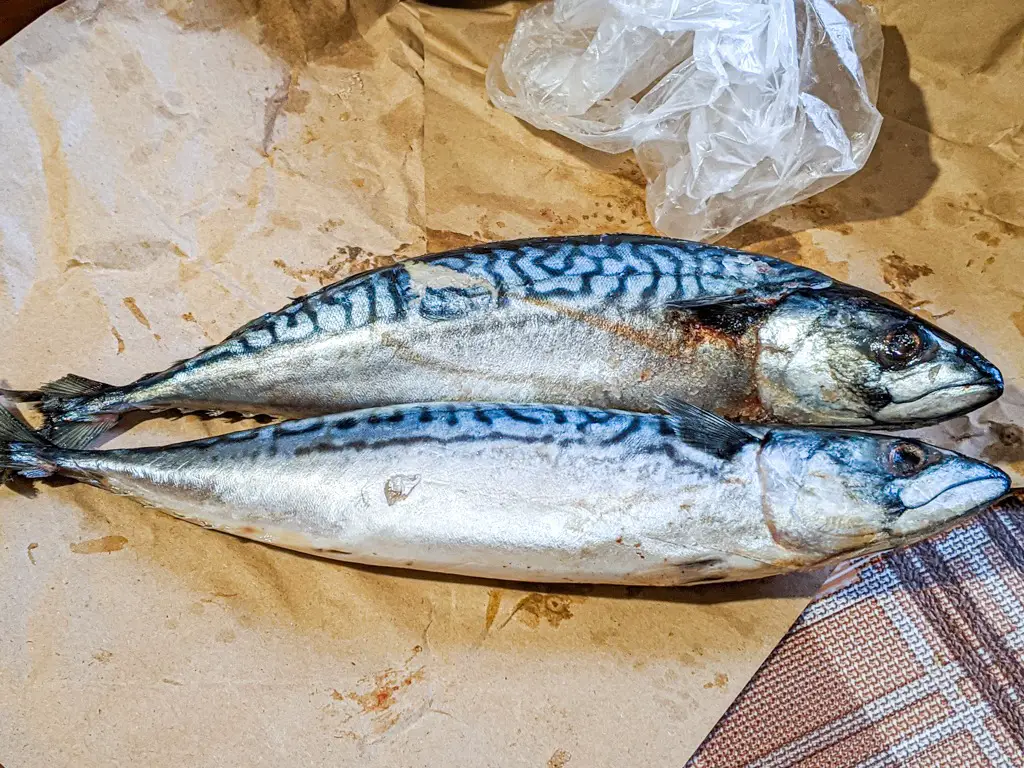 two whole frozen mackerel fish